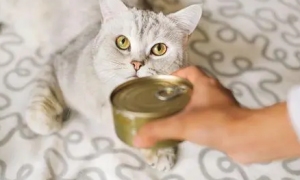 猫可以吃凉的罐头吗