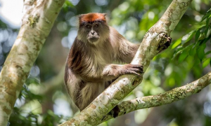 乌干达红疣猴的特点