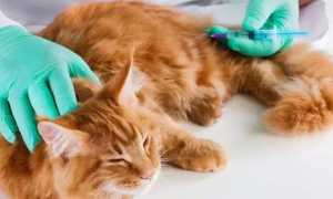 猫咪软便的时候可以打疫苗吗