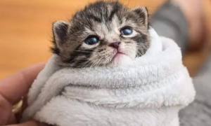 幼猫一般多少度觉得冷