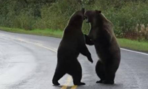 两只熊在高速公路中间打架，网友开车经过，拍下了有趣的一幕