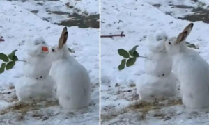 网友拍到雪人被兔子亲亲的一幕，实则是兔兔在啃雪人的胡萝卜鼻子