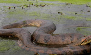 亚马逊电蛇最大有多大