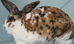 维兰特兔几个月能繁殖