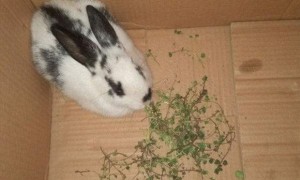 英种斑点兔几个月能繁殖
