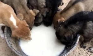 小狗能喝纯牛奶吗?