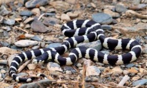 加州王蛇是保护动物吗