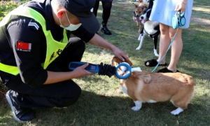 关于天津开展文明养犬执法检查，网友表示：坚决支持天津治理狗患