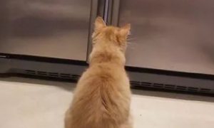 橘猫在冰箱前一直喵喵喵叫，喵：让开，朕要上冰箱里凉快凉快！