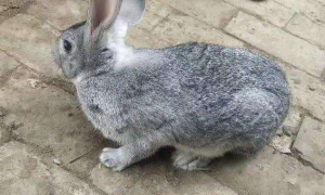 青紫蓝兔多久可以生兔子