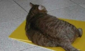 狸花猫比橘猫还胖，躺着比小主人都大，胖嘟嘟模样特别可爱