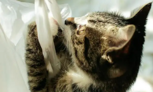 猫猫吃塑料袋是为什么