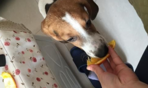 狗可以吃橙子吗为什么