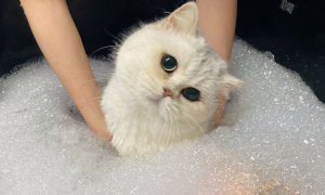 猫能用狗的沐浴露吗