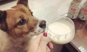 狗狗能喝哪几种酸奶