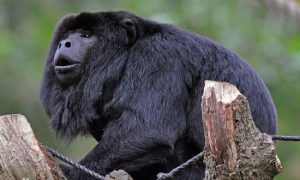 黑吼猴是保护动物吗