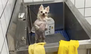 网友给狗洗澡到一半忙去了，回来发现它站起来叉着腰，好生气啊
