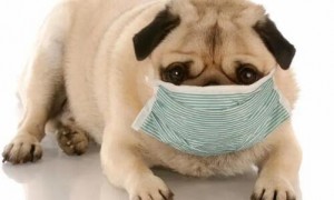 犬瘟病是怎么引起的