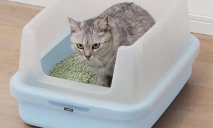 猫砂能施肥吗