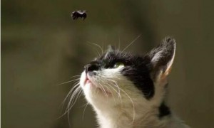 猫喜欢抓虫子吃有问题要紧吗