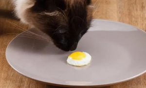 小猫能吃鸡蛋吗
