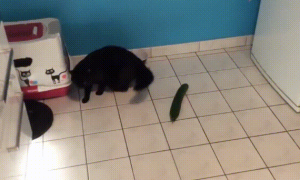 猫咪为啥看到黄瓜会跳起来？真正的原因让人泪流。