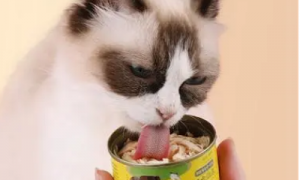 猫罐头单独吃还是拌猫粮