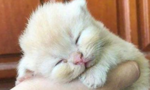 小橘猫在主人的手里睡着了，画面萌到失控，网友：这橘猫好小啊