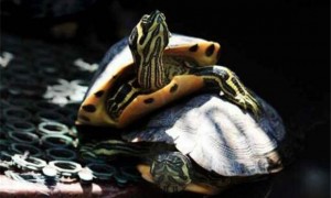 黄腹滑龟冬眠吗