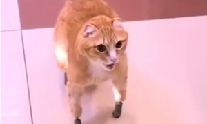 经过这项技术，四肢残疾的猫咪终于可以行动自如了。