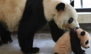 熊猫宝宝的圈子有这样一句话，叫做：你妈想要打你，你躲也没用！