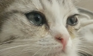 猫咪流泪有眼屎泪痕怎么办吃什么药