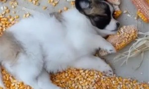 狗能吃玉米吗