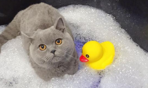 猫能用狗的沐浴露洗澡吗