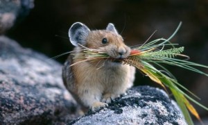 红鼠兔能长多少斤