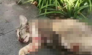 男子用鱼镖射杀多只上海小区流浪猫，经警方教育上交杀猫工具