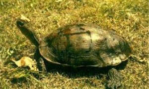 亚洲山龟怎么养