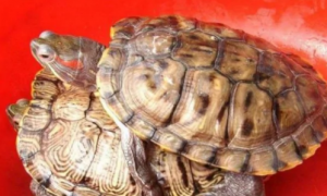 巴西龟的养殖方法和注意事项