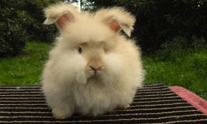 安哥拉长毛兔寿命有多长