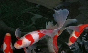 红白草金鱼长多大