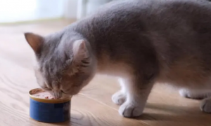 猫一顿吃多少罐头