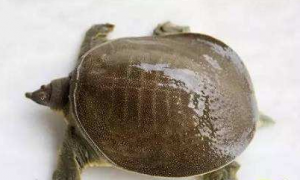 软壳龟能活多少年
