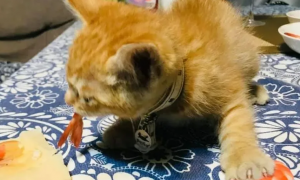 猫可以吃虾吗