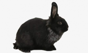 黑色獭兔能长多少斤