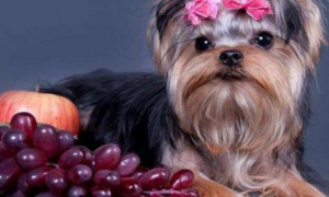 不小心给狗狗吃了葡萄怎么办