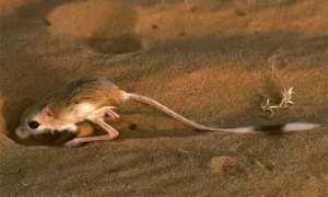 非洲跳鼠的寿命有多长