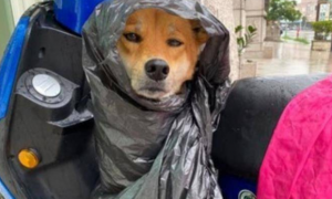 遛狗时突遇暴雨，主人用垃圾袋给它做雨衣，狗狗都要哭了