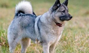 挪威伦德猎犬的体重是多少