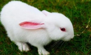哈白兔能长多少斤