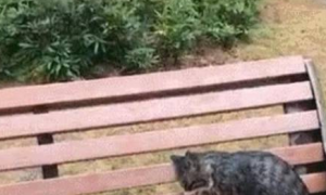 公园长椅上发现一只猫，走近看发现已经僵了：在喵星要幸福